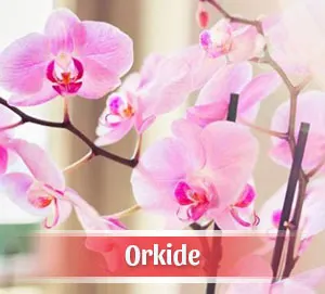 Bornova Çiçekçilik Orkide Siparişi