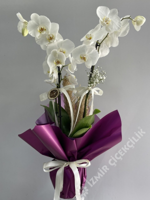 2 Dal Beyaz Orkide Mor Ambalajlı